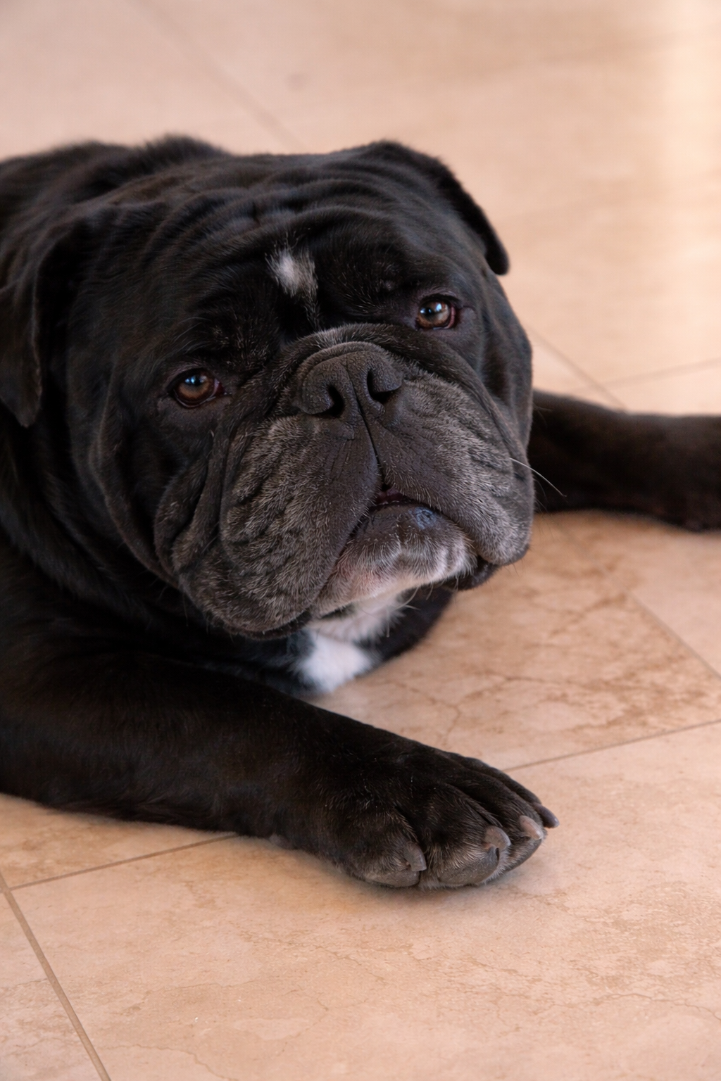 Happy dog enjoying professional pet care services in Klein TX