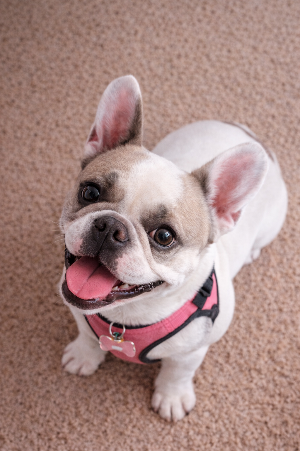 Sybil the dog - Happy Tails Pet Care pricing in Klein TX